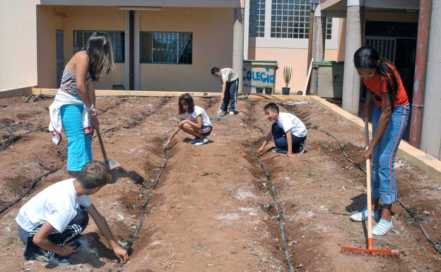 Alumnos de un colegio público de la isla preparando un huerto escolar. 