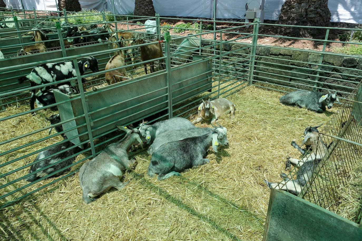 Fotos: Feria de Ganado en Gran Canaria