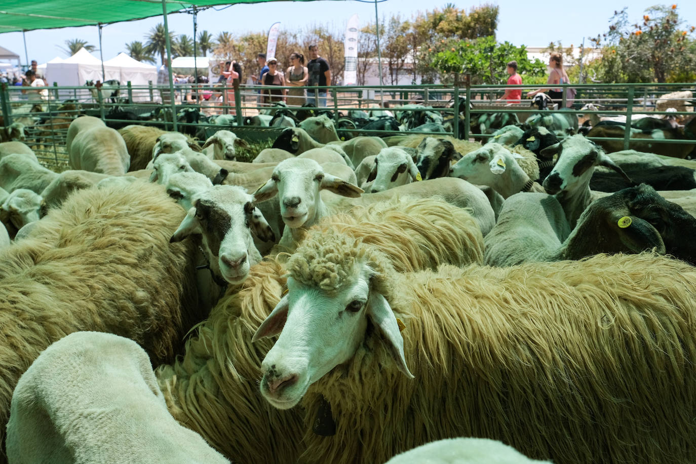 Fotos: Feria de Ganado en Gran Canaria
