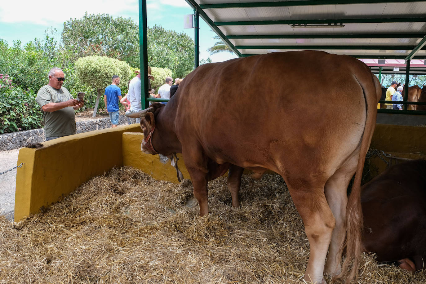 Fotos: Feria de Ganado en Gran Canaria