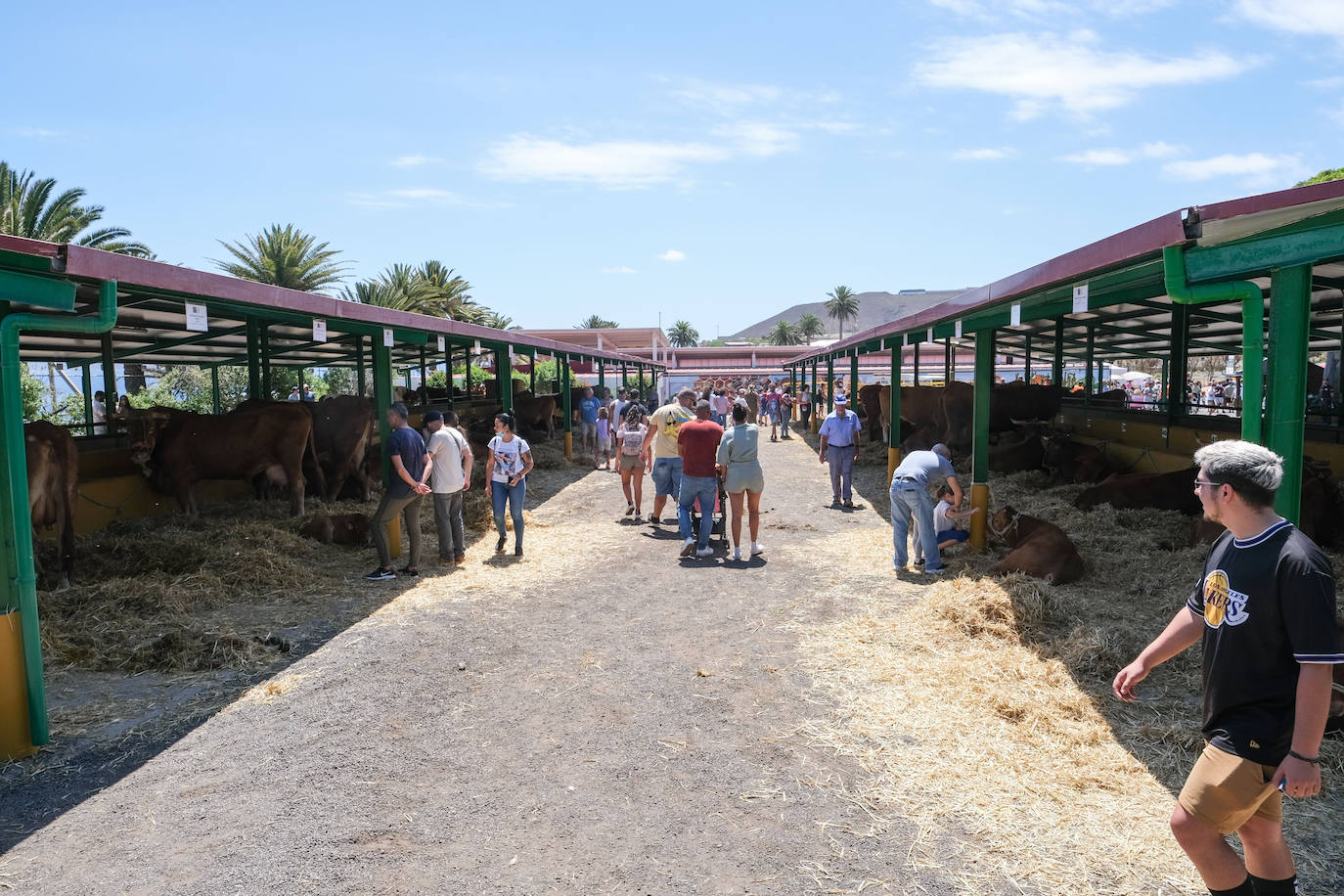 Fotos: Feria de Ganado en Gran Canaria