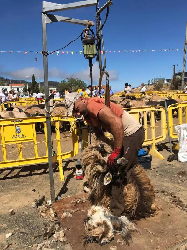 Fotos: Fiesta de la lana en Caideros de Gáldar