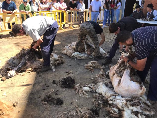 Fotos: Fiesta de la lana en Caideros de Gáldar