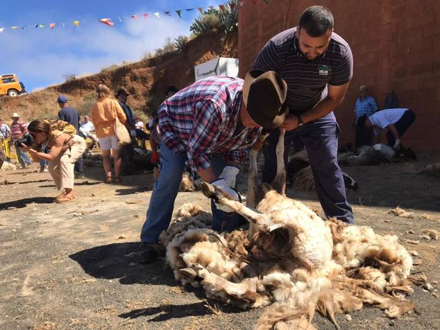 Fotos: Fiesta de la lana en Caideros de Gáldar