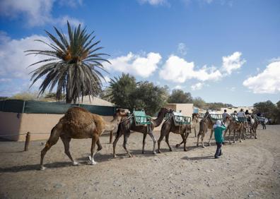 Imagen secundaria 1 - Distintos momentos del tránsito de los camellos por el espacio. En una de las fotos, uno de los cuidadores acaricia a uno de los ejemplares que están en la granja. 