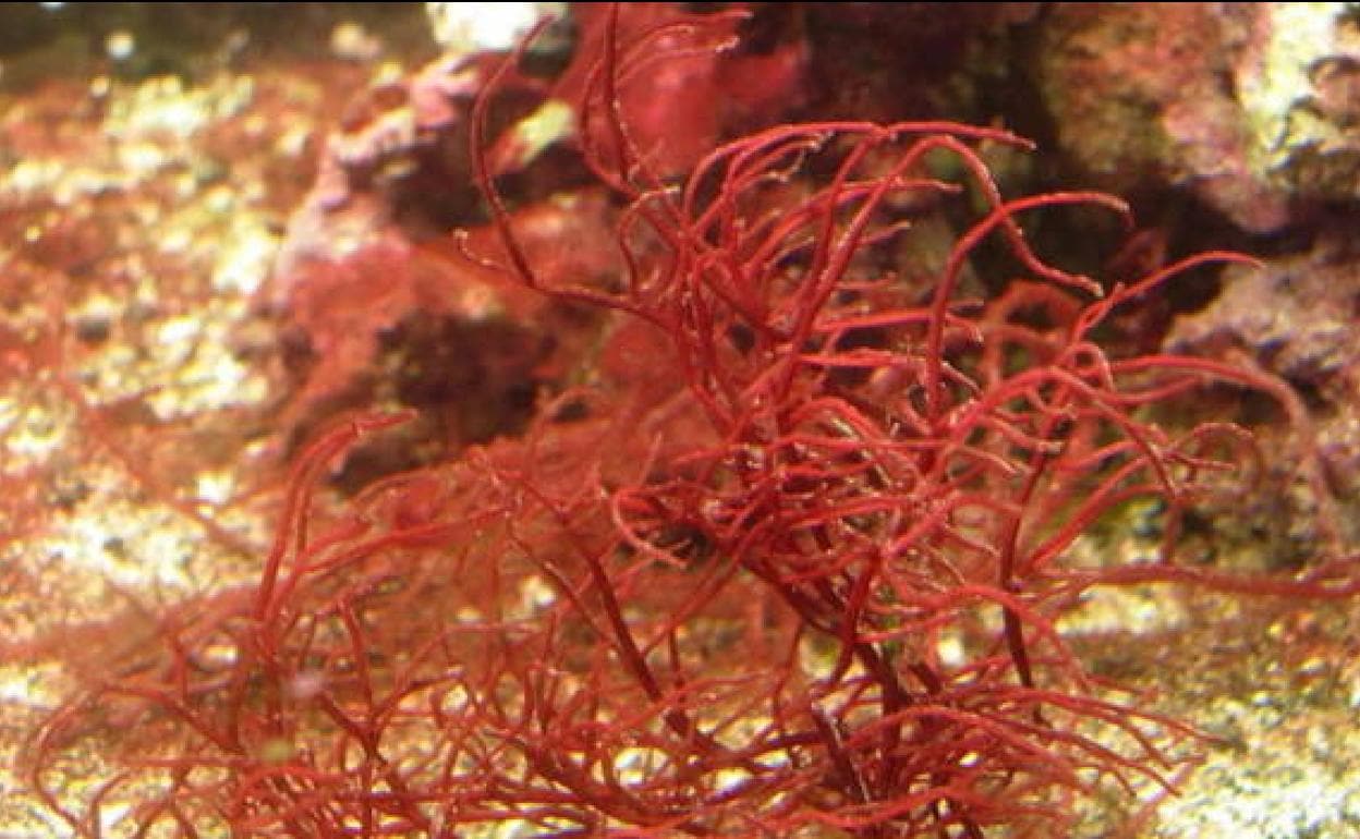 Algas rojas en una imagen de archivo. 