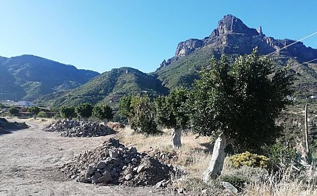 Otra vista de los laureles del casco de Tejeda transplantados a una parcela municipal. 