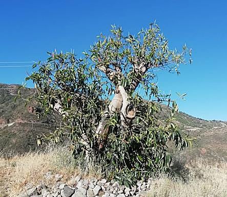Estado actual del Ficus de Manolito El Guardia que fue trasplantado debajo de la gasolinera. 