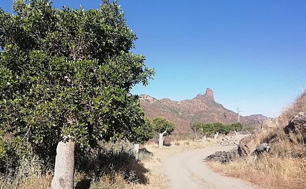 Laureles transplantados desde el casco de Tejeda, desde la calle Doctor Domingo Hernández Guerra. 