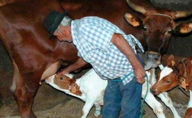 Canarias inicia el pago de 8,2 millones comprometidos con los ganaderos