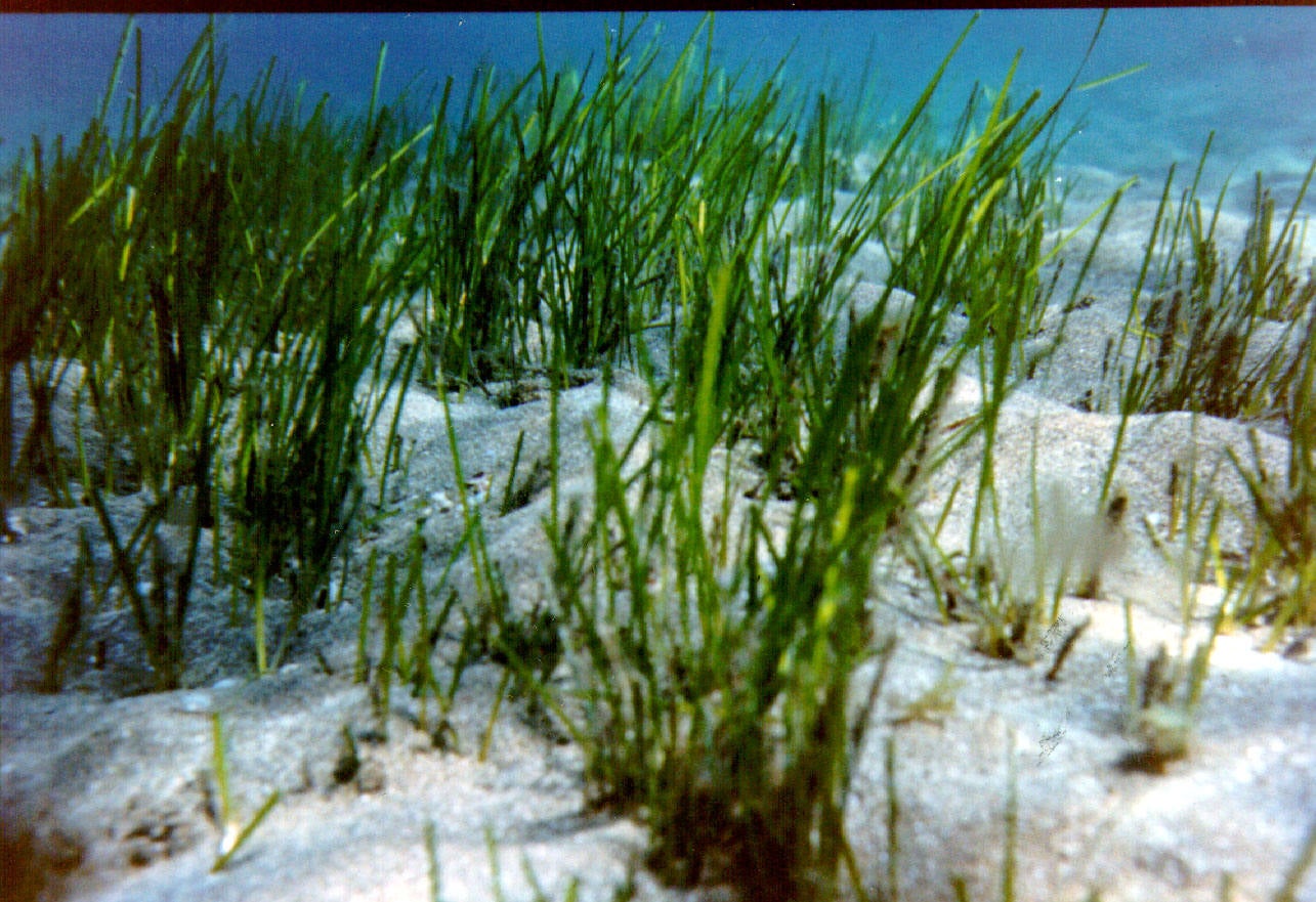 Imagen de archivo de un sebadal en la playa de Las Canteras, en la capital grancanaria. 