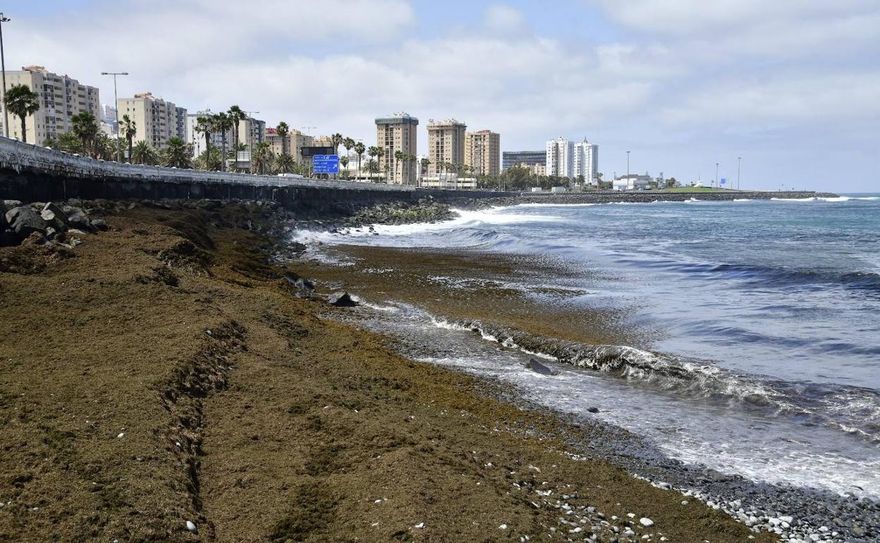 Imagen de la avenida marítima de la capital grancanaria. 