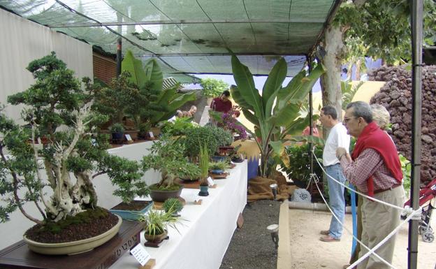 La exposición Florabrígida cumple 46 años en Santa Brígida. 