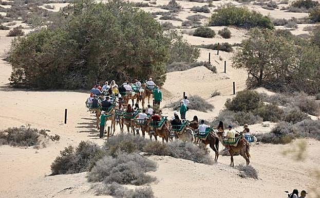 Imagen de un grupo de turistas montando en uno de los paseos por las dunas de Maspalomas. 