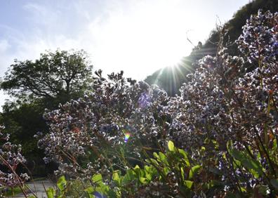Imagen secundaria 1 - Reúne parte de la riqueza botánica del archipiélago.
