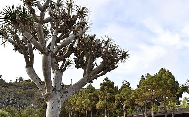Imagen principal - Reúne parte de la riqueza botánica del archipiélago.