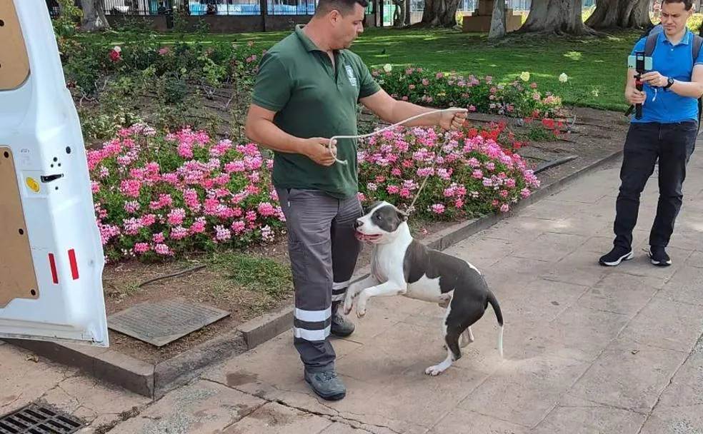 El perro Rambo juega con uno de los trabajadores municipales. 