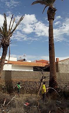 Imagen principal - Riego voluntario y popular de palmeras en Sardina de Sur