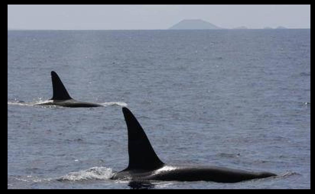 La próxima extinción masiva podría hacer desaparecer hasta el 95 % de especies