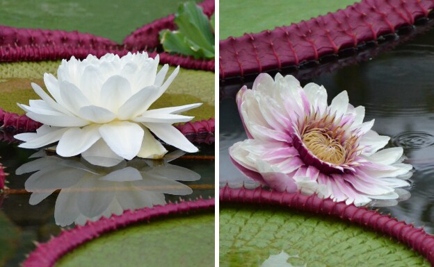Izquierda: Una flor del nenúfar Victoria Boliviana el día que floreció en el Kew. Derecha: La misma flor el segundo día tras florecer. 