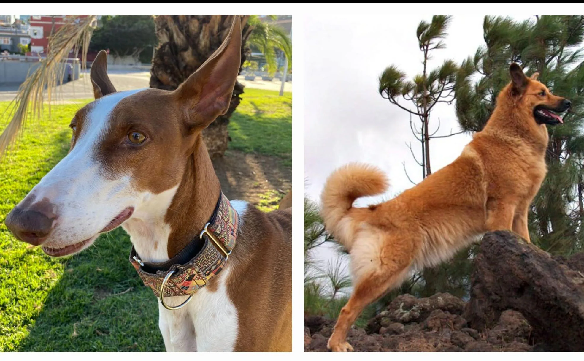 Conoce a las razas autóctonas de perros en Canarias