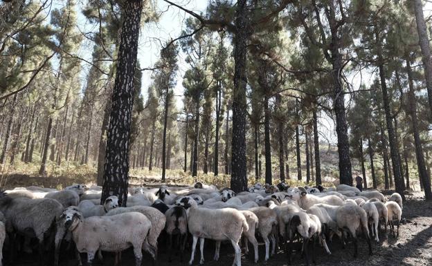 Un rebaño de ovejas pasta en un pinar de la cumbre ante la atenta mirada del pastor. 