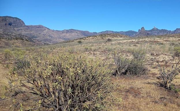 Vista del paisaje de las cumbres de Gran Canaria, con el Roque Nublo al fondo de la imagen. 