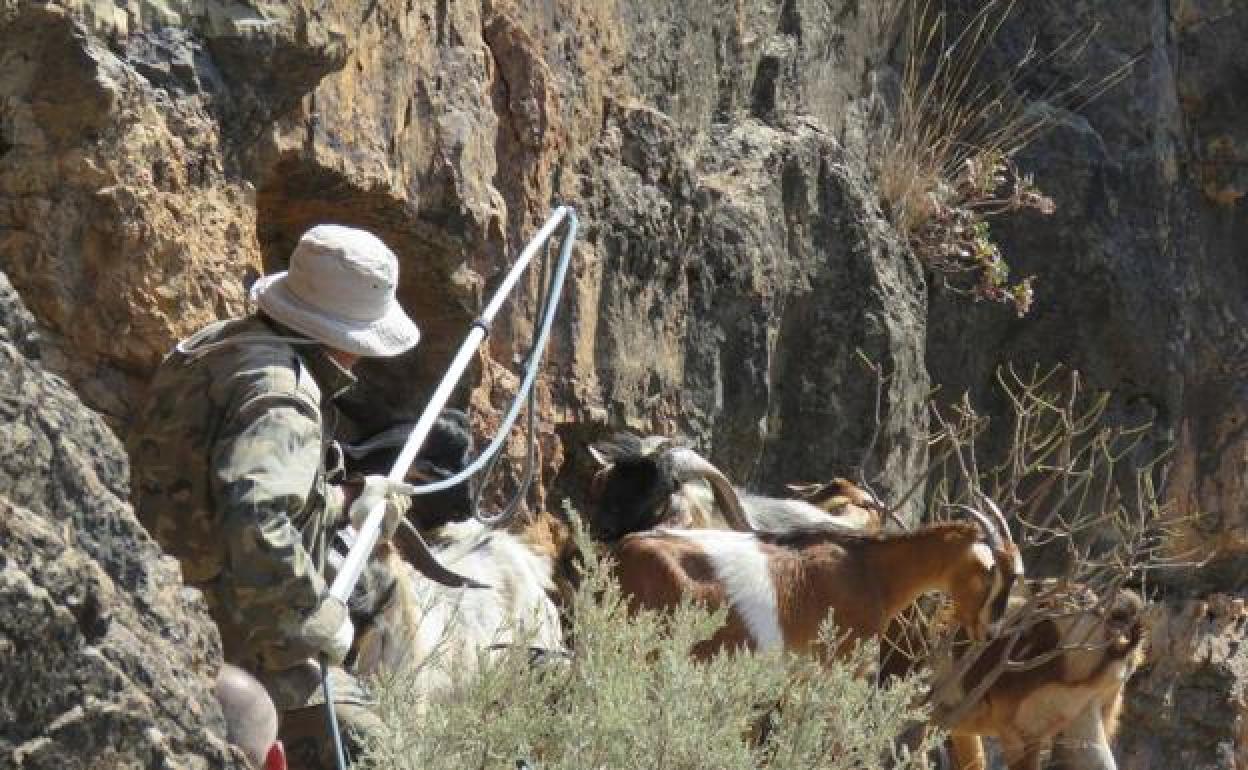 Un participante en una apañada intenta capturar una cabra asilvestrada con un lazo. 