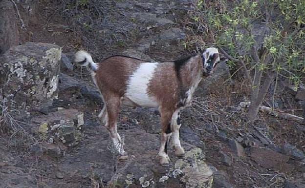 Uno de los ejemplares de ganado asilvestrado avistado en el trabajo de campo del último censo de Guguy. 