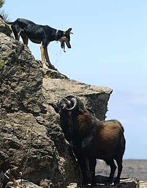 Un perro acosa a un macho cabrío entre riscos durante una apañada en Gran Canaria. 