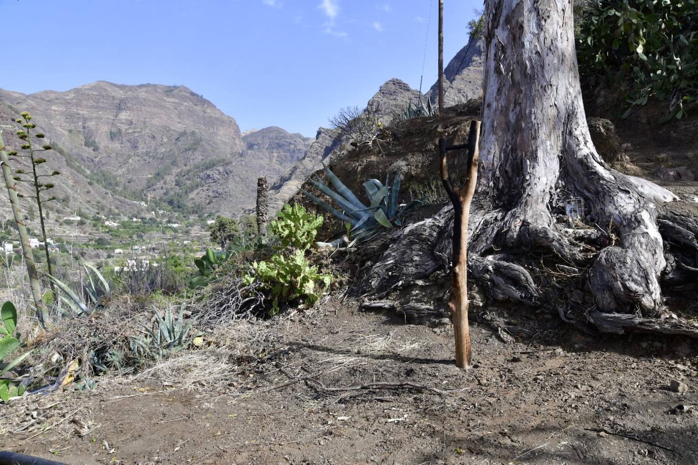 Fotos: Conato de incendio en el Valle de Agaete