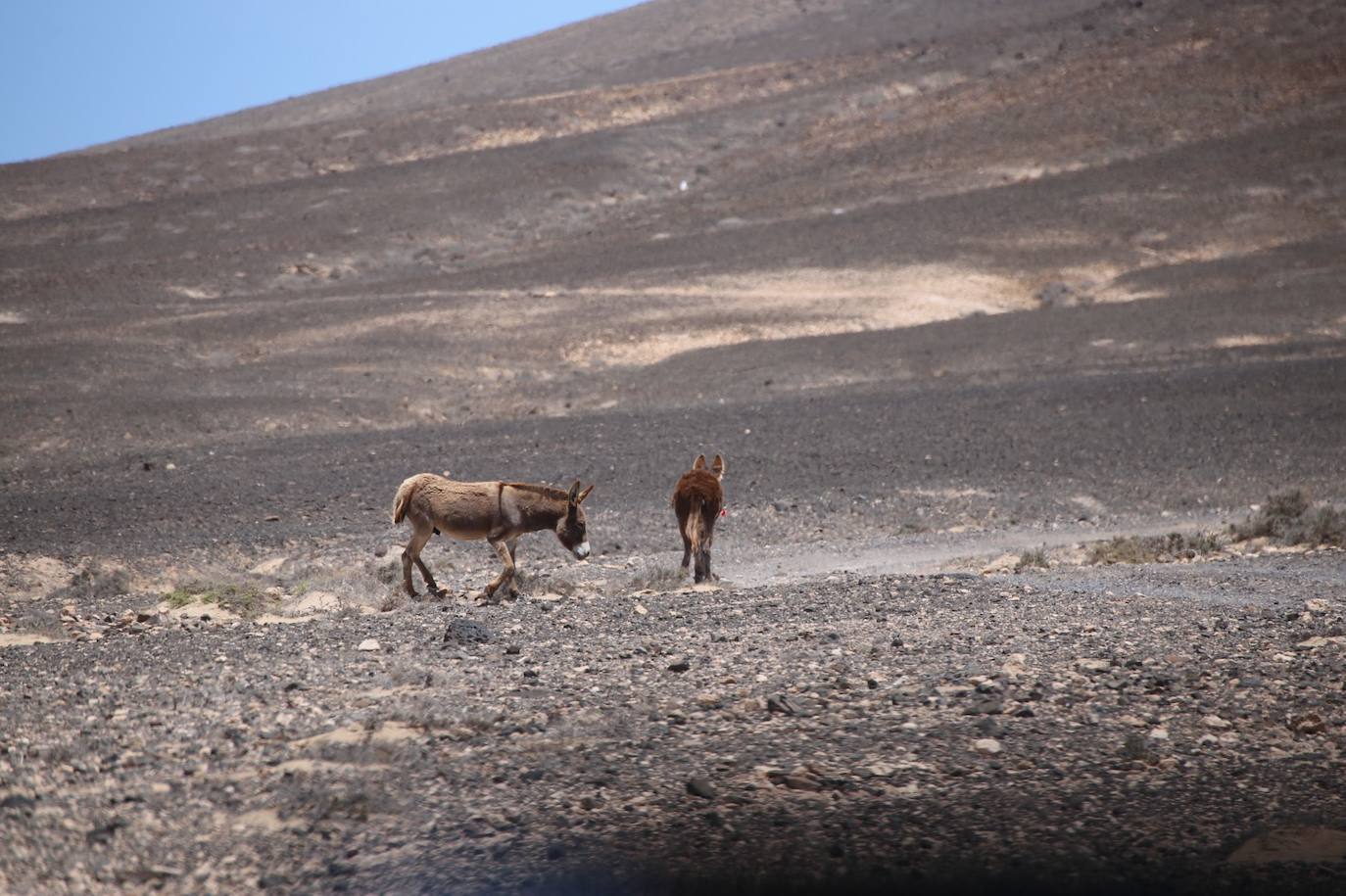 Fotos: Complejo rescate del burro herido en Fuerteventura