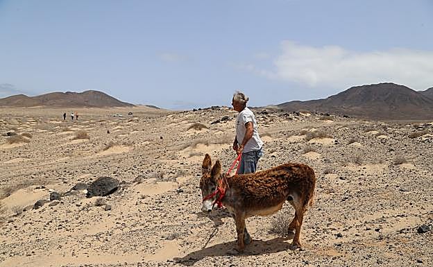 Final feliz tras el complejo rescate de 'Nelson', el burro herido en Punta de Jandía