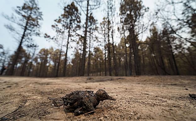 El incendio forestal de Tenerife continúa activo, ha afectado a 2.423 hectáreas y tiene un perímetro de 26 kilómetros. 