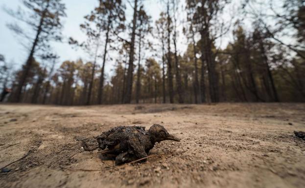 El incendio de Tenerife afecta a nueve hábitats de alto valor ecológico