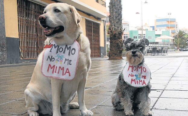 Imagen principal - Arriba, protesta canina en Mesa y López y en Las Canteras, a la derecha. Apertura de Playa Honda con acceso a perros, abajo.
