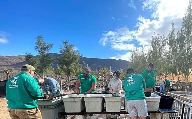 Parte del proceso de desarenado y desalado de las algas en la granja de Pozo Negro. 