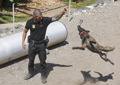 Imagen secundaria 1 - La capacidad olfativa de los perros es clave y son recompensados por su trabajo con un juguete. 