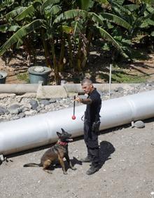 Imagen secundaria 2 - La capacidad olfativa de los perros es clave y son recompensados por su trabajo con un juguete. 