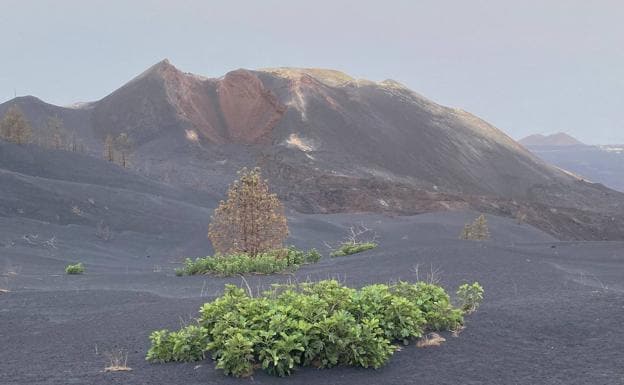 Higueras y castaños renacen por sorpresa al borde del volcán 