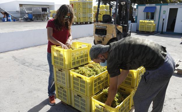 Supervisión de uva recolectada, en instalaciones de Bodegas El Grifo. 