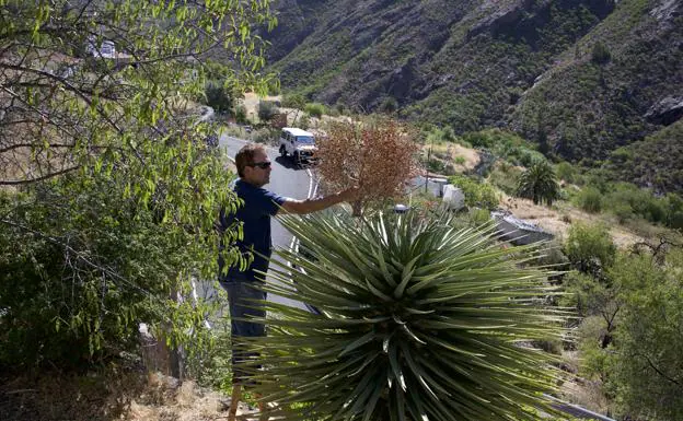 De las semillas de este drago de El Juncal de Tejeda proceden todos los ejemplares del vivero. 