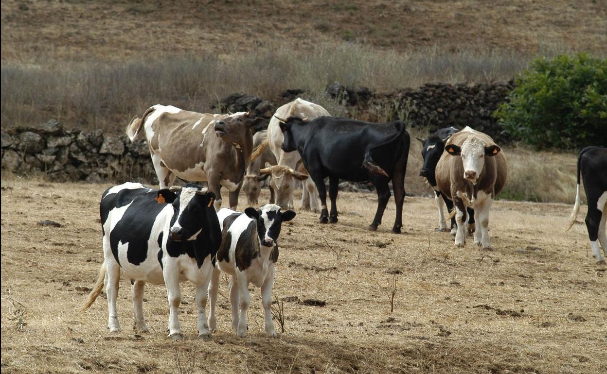 Imagen de vacas y terneros en una explotación ganadera de Canarias. 