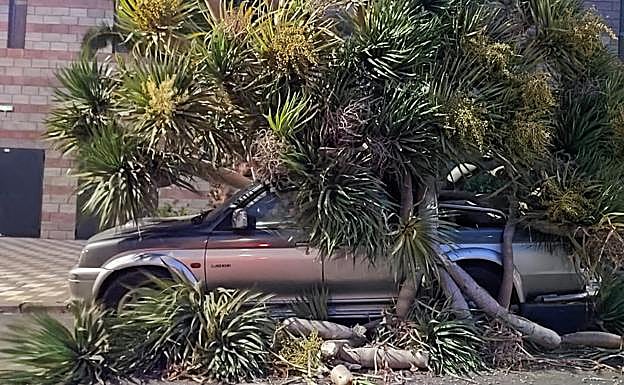 Un drago cae sobre un coche en Agüimes.