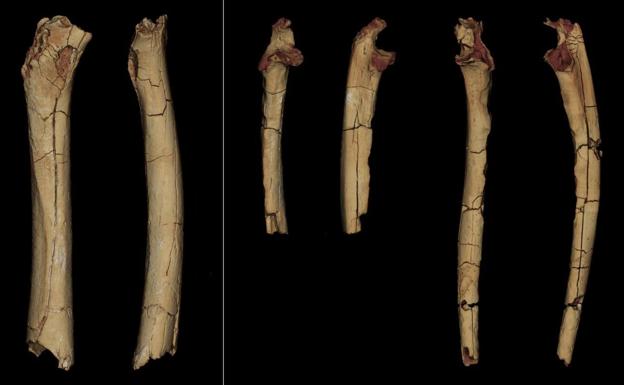 Modelos 3D del material postcraneal de 'Sahelanthropus tchadensis'. 