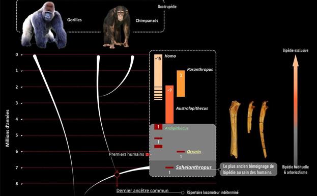 La humanidad se separó del grupo de los chimpancés durante el Mioceno reciente, muy probablemente entre 10 y 7 millones de años antes del presente. 