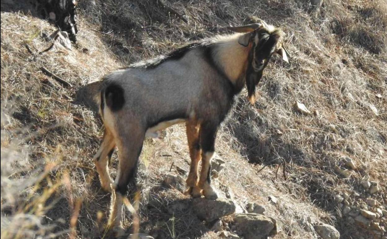 Uno de los ejemplares avistados durante el trabajo de campo de elaboración del censo. 