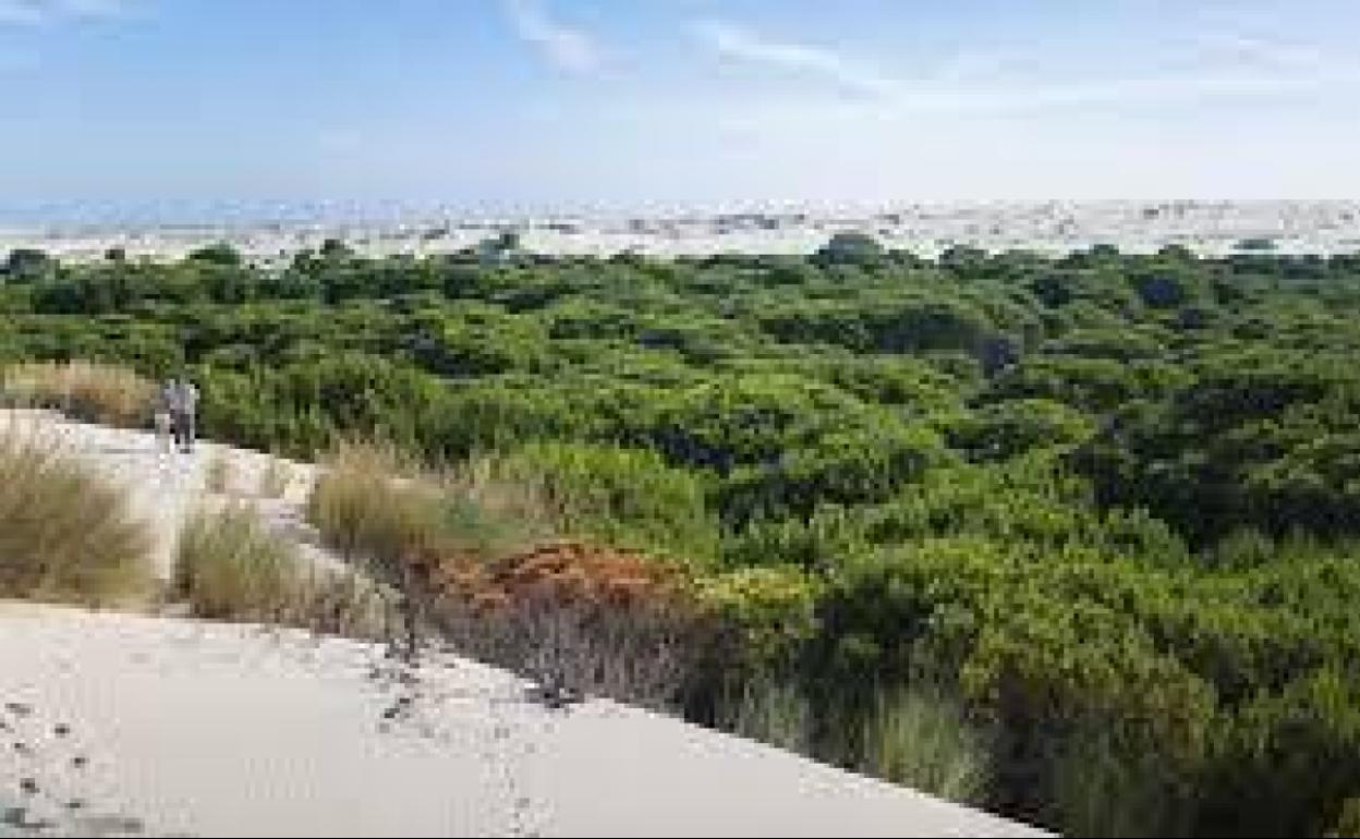 Imagen de archivo del parque de Doñana. 