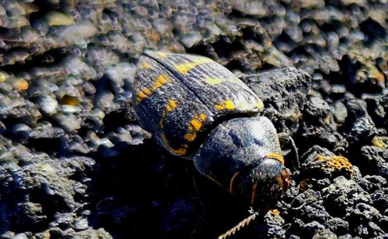 Imagen del ejemplar de escarabajo pintado del pino encontrado en el cráter volcánico. 