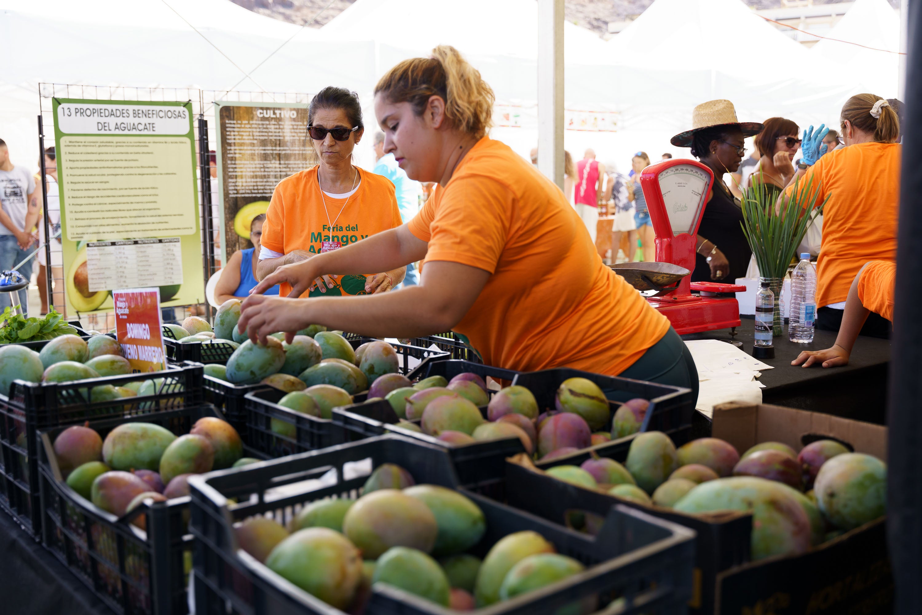 Fotos: Mogán celebra la V edición Feria del Mango y Aguacate de Verano